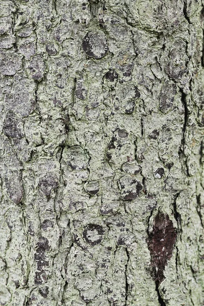 Tree bark. Tree bark background with moss. Green tree bark.