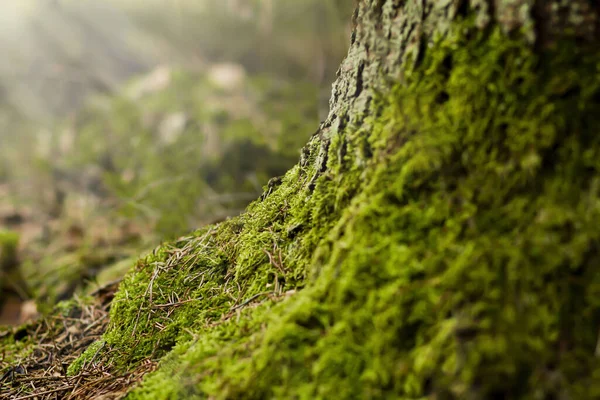 Fondo Verde Musgo Verde Corteza Árbol Fondo Forestal Las Raíces — Foto de Stock