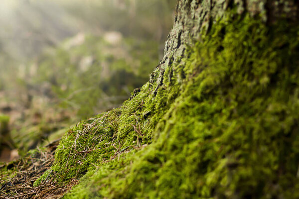 Green background. Green moss on the bark of a tree. Forest background. The roots of trees are overgrown with moss in a forest glade.