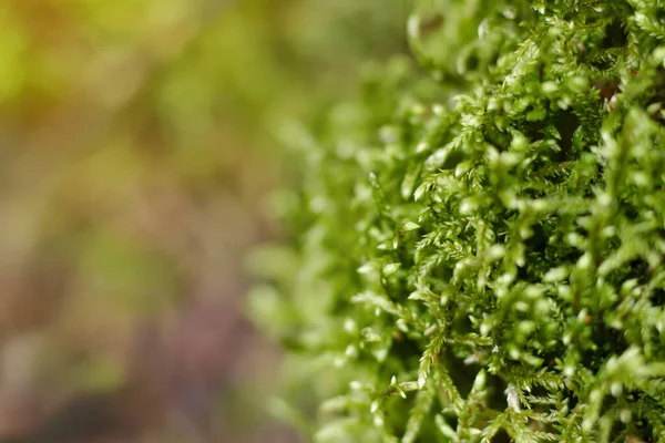 Yeşil yosun. Yosun makro fotoğrafçılığı. Yeşil yaz geçmişi. Güneş ışınlı yaz fotoğrafçılığı