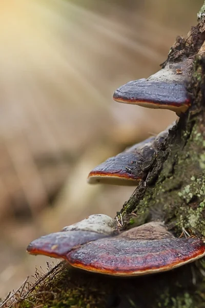 Mantarlar ormandaki bir ağaç kütüğünde yetişir. Güneşli aydınlık bir gün. Orman manzarası. Mantar fotoğrafı..