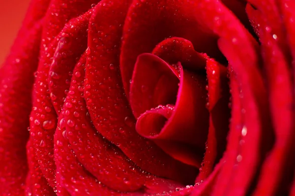 İzole gül. Beyaz arka planda kırmızı gül. Ayrı bir nesne. Yalıtılmış gül. Beyaz arka planda kırmızı gül. Ayrı nesne.