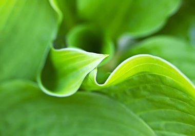 Yeşil yaprak, makro fotoğraf. Bitkinin yeşil yaprağı, Hosta. Vahşi yaşam konsepti. Yeşil doğal arkaplan.