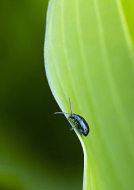 Yeşil yaprak, makro fotoğraf. Küçük Böcek Yeşil Yaprak Makro Fotoğraf Yeşil Yaprak Bitki Hosta