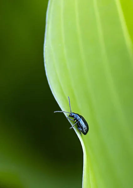Yeşil yaprak, makro fotoğraf. Küçük Böcek Yeşil Yaprak Makro Fotoğraf Yeşil Yaprak Bitki Hosta