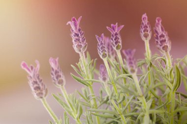 Çiçek açan mor kokulu lavanta çiçekleri. Büyüyen lavanta, hasat, parfüm malzemesi, aroma terapisi. Gün ışığında lavanta.
