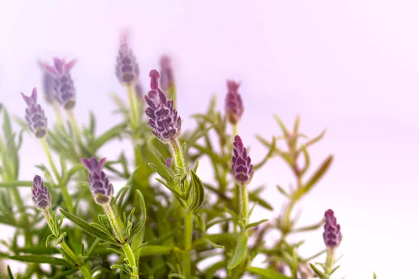 Lavanta. Bahçedeki lavanta çiçekleri. Parfüm ve yiyecek için güzel bir bitki..