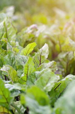 Yeşil pancar yaprakları. Bahçede büyüyen genç pancarlar. Pancar kapakları kapatın..