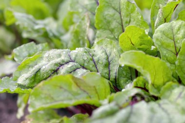 Pancar. Bahçede pancar yetiştiriyor. Genç yeşil filizleniyor. Diyet doğal yiyecek..