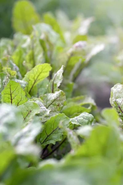 Pancar. Genç yeşil filizleniyor. Diyet doğal gıda. Sağlıklı gıda konsepti.