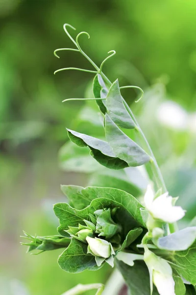 Green sprout with white flowers. Sprout of green peas. Green plant.