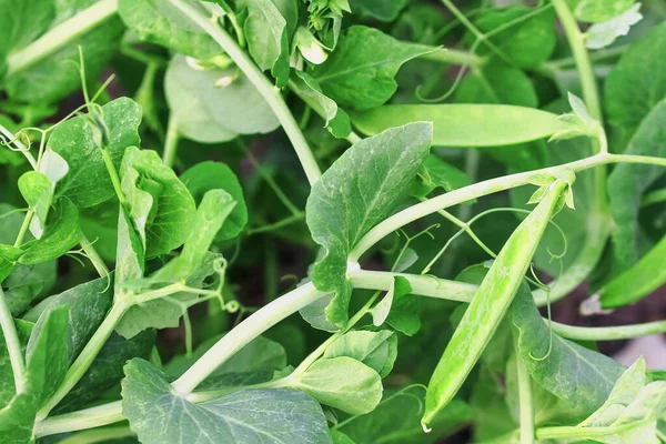 Yeşil bezelye filizi. Sebze bahçesinde büyüyen genç bir bitki. Kopyalama alanı olan yeşil arkaplan.