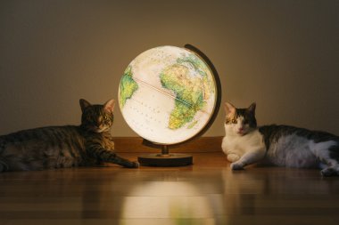 Yerde yatarken iki tatlı kedi.