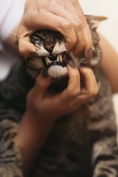 Le vétérinaire tient un chat museau pour examen . — Photo