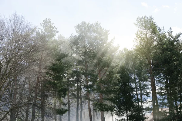 Goddelijke stralen tussen bomen. — Stockfoto