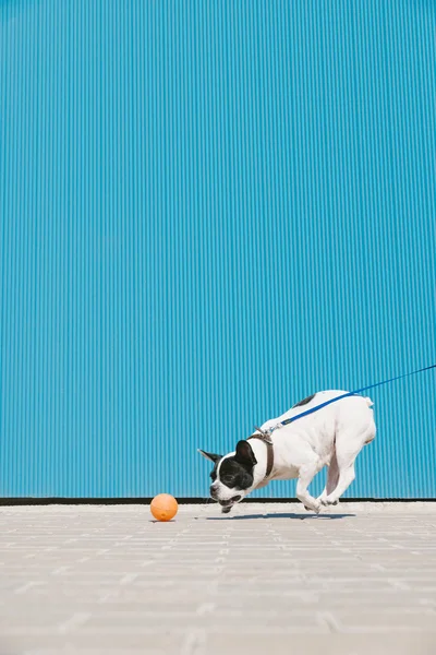 Fransız bulldog köpek çalıştıran ve topla oynamayı — Stok fotoğraf