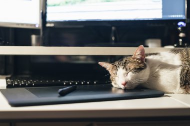 Duraklatma iş yerinde: klavye üzerinde uyuyan kedi.