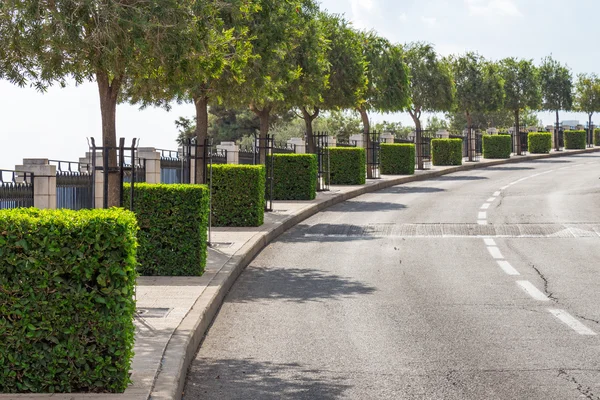 Çalılar küpleri ile kentsel yol