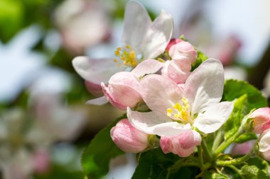  Elma ağacı çiçeği. 