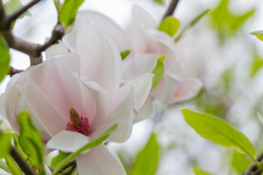 Manolya ağacı çiçeği portre