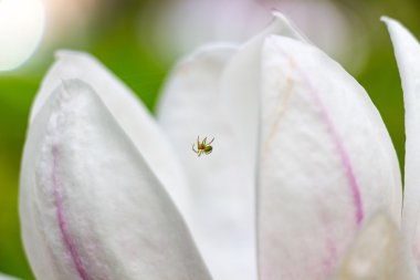 Manolya ağacı ve örümcek portre