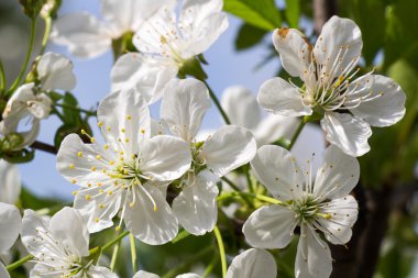 Çiçeği beyaz ağaç