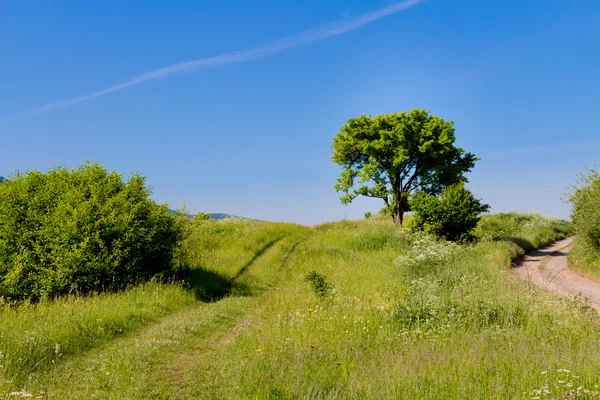 Ağaç ve bir yol