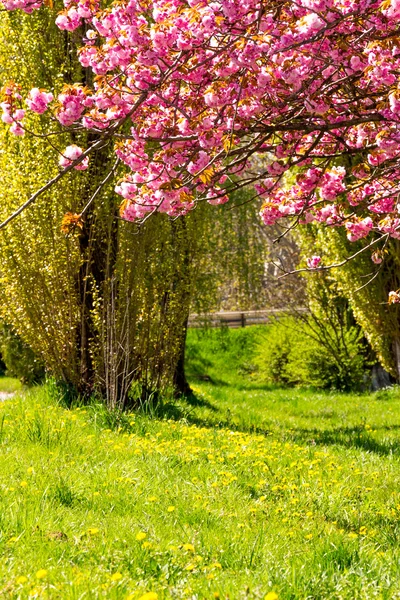 Japon sakura çiçek çiçek