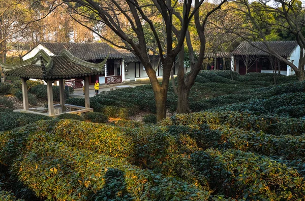 中国的绿茶种植园 — 图库照片