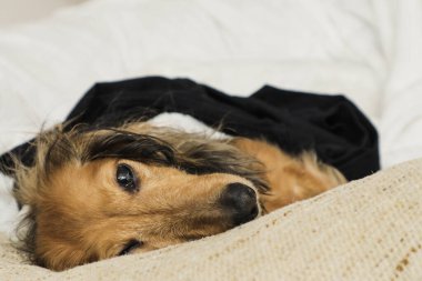 Sevimli küçük köpek yatağa uzanıp kameraya bakıyor..