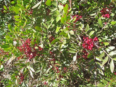 Doğanın ortasında, yeşil bir ağacın dallarında kırmızı meyveler.