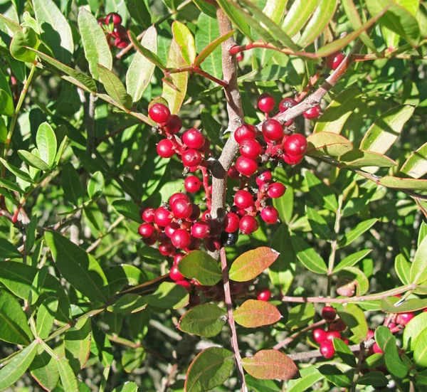 Red Berries Branch Tree Middle Nature — Stock Photo, Image