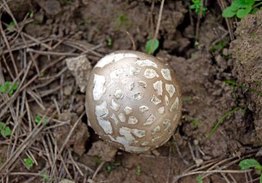 Tarlada zehirli mantarlar