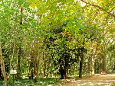 Halka açık bir parkta yapraklı ve yeşil ağaçlı bir bahçe.