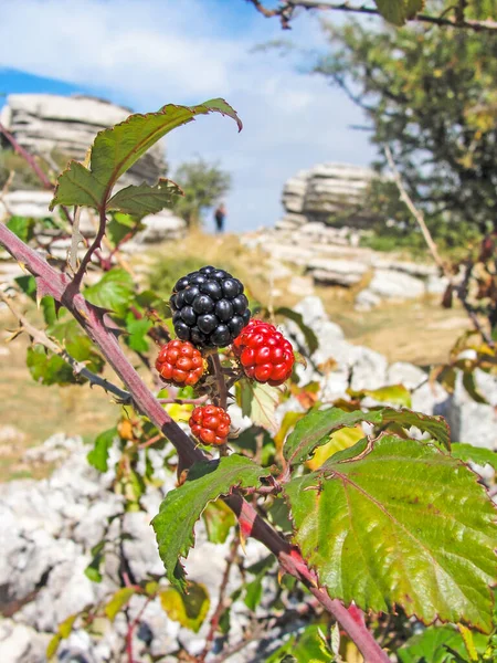 Blackberries Branch Tree Torcal Antequera Background Antequera Malaga Spain — Stock Photo, Image