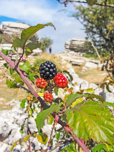 Brombeeren Auf Dem Ast Eines Baumes Mit Dem Torcal Antequera — Stockfoto