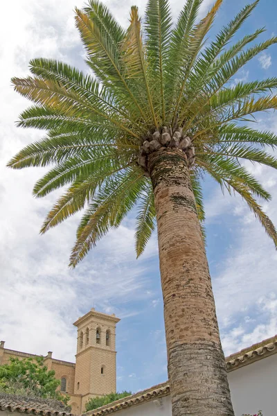 Palmera Puerta Histórica Iglesia Colegiata Osuna Fondo Osuna Sevilla Andalucía —  Fotos de Stock