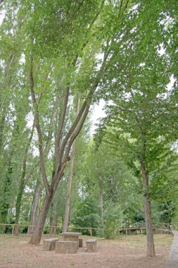 Wooden walkway in San Nicolas del Puerto recreational area, Seville, Andalusia, Spain.