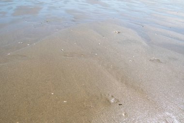 Deniz kabukları olan bir sahilin kıyısında. Arkaplan ve element tasarımı