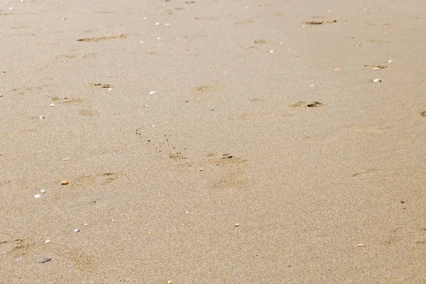Blöt Strandsand Med Fotspår Människor Bakgrund Och Utformning Element — Stockfoto