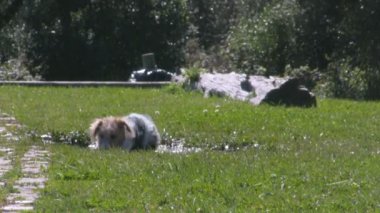 Köpek yeşil çim parkın çamurlu su birikintisi üzerinde çalış