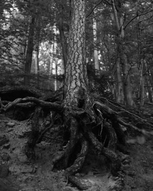 Ormanda ürkünç bir ağaç