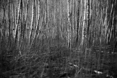 Siyah ve beyaz huş ağacı ormanı