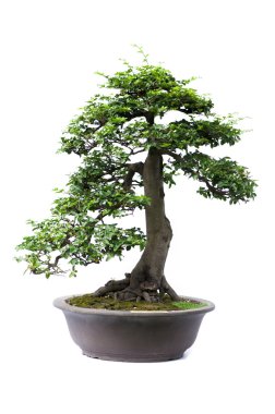 Bonsai