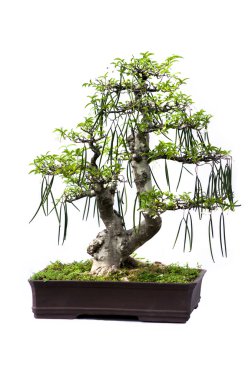 Bonsai
