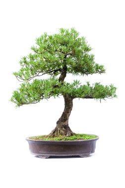 Bonsai