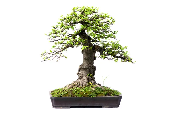 Bonsai Telifsiz Stok Fotoğraflar