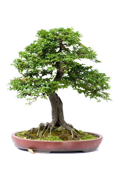 Bonsai Stok Resim