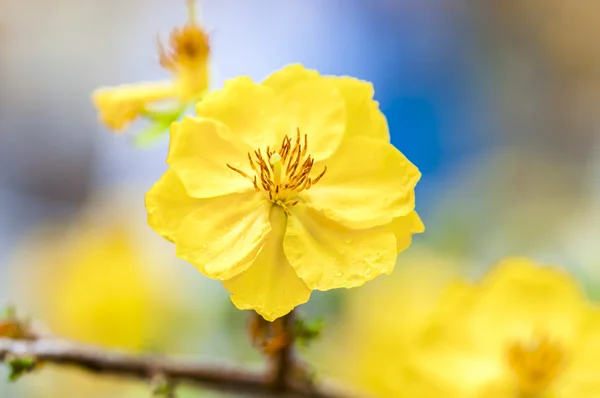 Flor — Fotografia de Stock