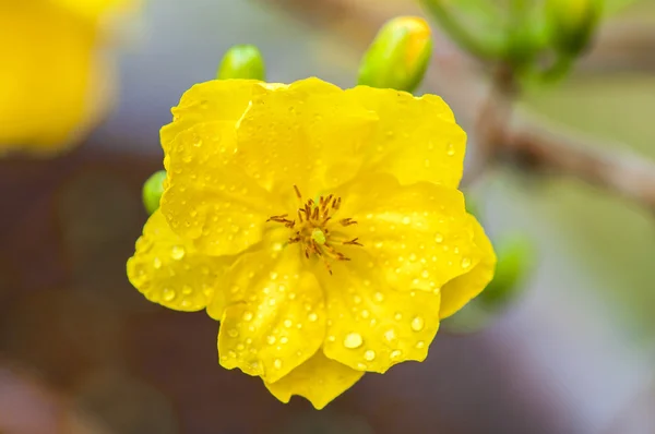 Flower — Stock Photo, Image